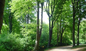 NordicBet bliver ny sponsor for Fælledparken